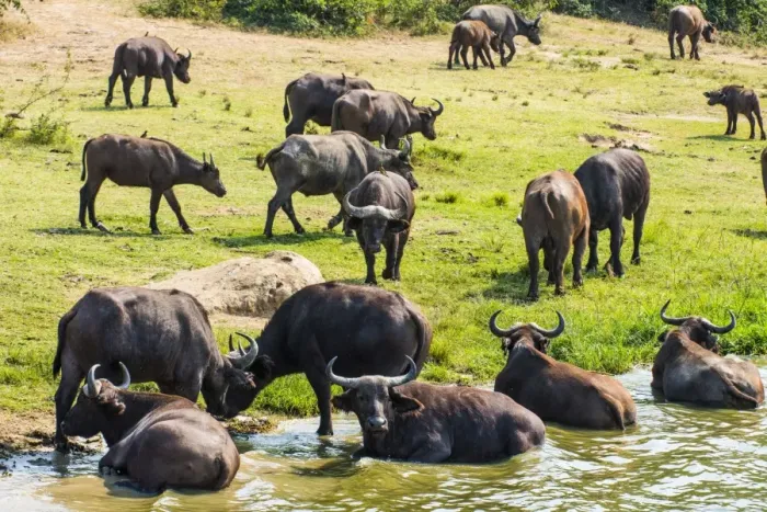 Framed Print : African buffalos (Cape buffalo) (Syncerus caffer), Queen Elizabeth National Park, Uganda, East Africa, Africa Framed Print : African buffalos (Cape buffalo) (Syncerus caffer), Queen Elizabeth National Park, Uganda, East Africa, Africa