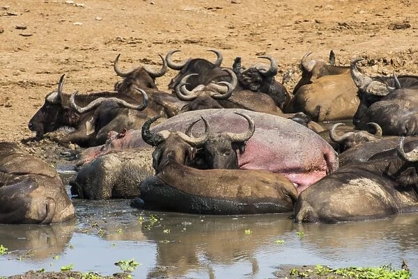 African buffalos (Cape buffalos) (Syncerus caffer), Queen Elizabeth National Park, Uganda, East Africa, Africa