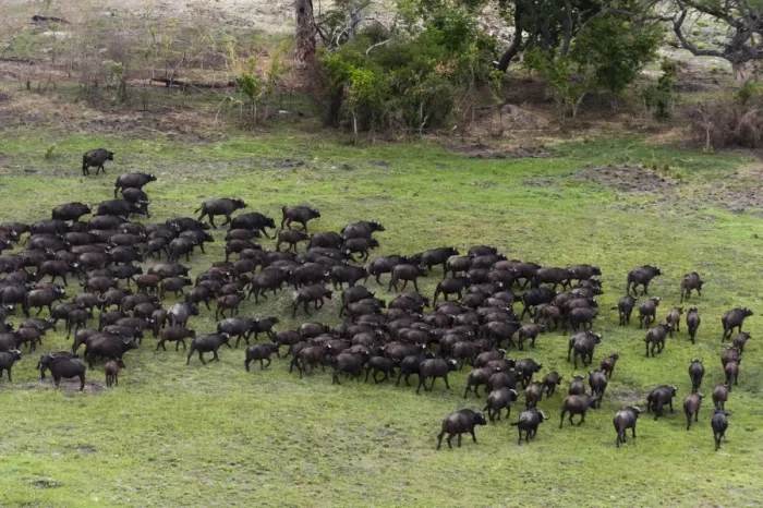 Framed Print : African buffalos (Syncerus caffer), aerial view, Okavango delta, Botswana, Africa Framed Print : African buffalos (Syncerus caffer), aerial view, Okavango delta, Botswana, Africa