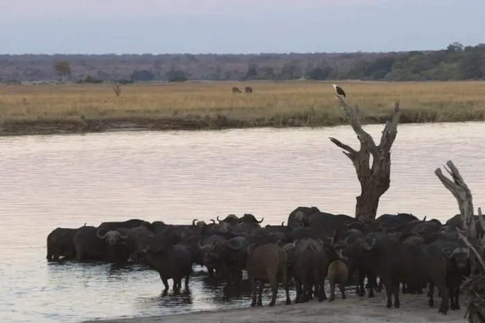 Framed Print : African buffalos, Syncerus caffer, Chobe River, Chobe National Park, Botswana, Africa Framed Print : African buffalos, Syncerus caffer, Chobe River, Chobe National Park, Botswana, Africa