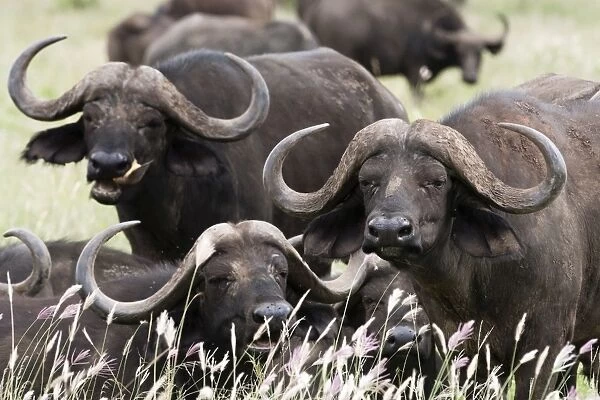 African buffalos (Syncerus caffer), looking at the camera, Tsavo, Kenya, East Africa