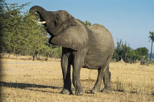 African bush elephant (Loxodonta africana) eating from a tree, Liwonde National Park