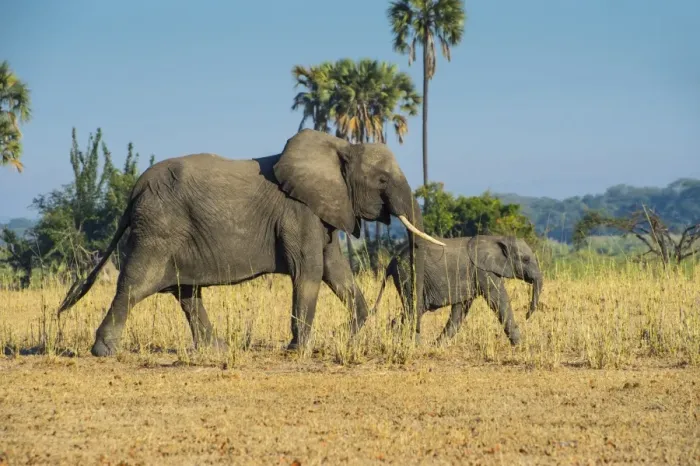 Framed Print : African bush elephant (Loxodonta africana) mother with calf, Liwonde National Park Framed Print : African bush elephant (Loxodonta africana) mother with calf, Liwonde National Park
