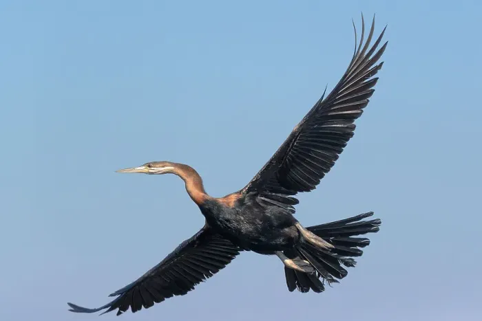 Framed Print : African darter (Anhinga rufa), Chobe National Park, Botswana, Africa Framed Print : African darter (Anhinga rufa), Chobe National Park, Botswana, Africa