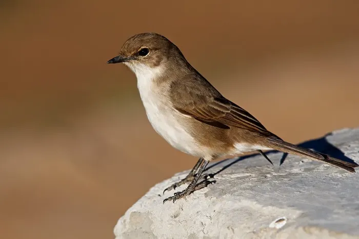 Framed Print : African Dusky Flycatcher (Muscicapa adusta), Dinokeng Game Reserve, South Africa