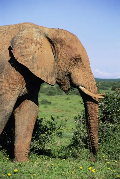 Framed Print : African elephant Framed Print : African elephant