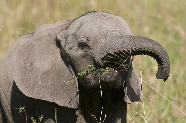 African elephant baby (Loxodonta africana), Masai Mara National Reserve
