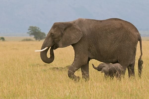 African elephant and baby (Loxodonta africana), Masai Mara National Reserve