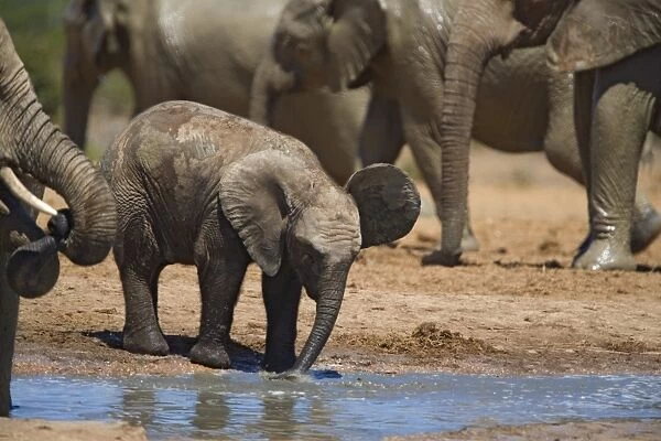 African elephant calf (Loxodonta africana) by water