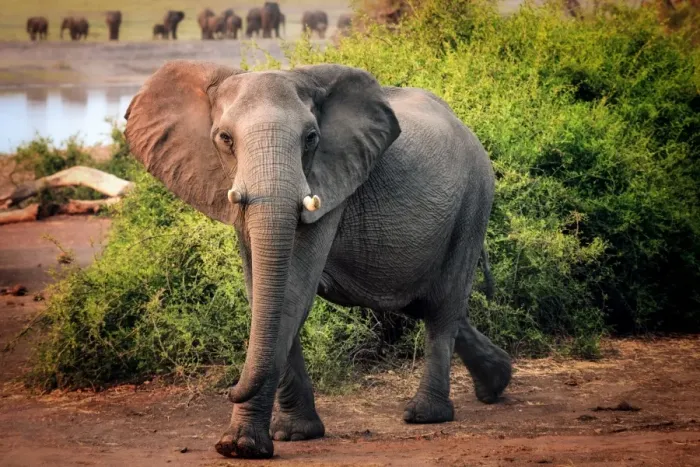 Framed Print : African elephant, Chobe National Park, Botswana, Africa Framed Print : African elephant, Chobe National Park, Botswana, Africa