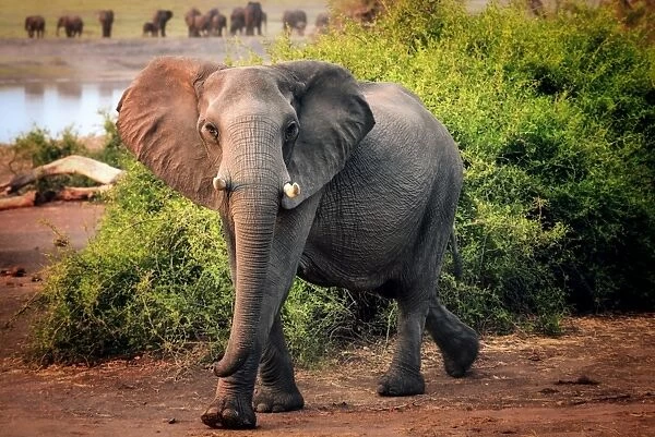 African elephant, Chobe National Park, Botswana, Africa