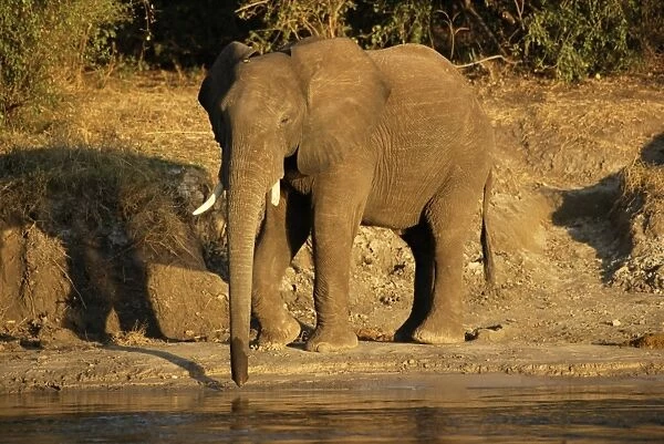 African elephant drinking, Zambesi River, Victoria Falls National Park, Zimbabwe, Africa