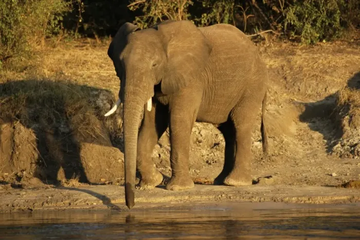 Framed Print : African elephant drinking, Zambesi River, Victoria Falls National Park, Zimbabwe, Africa Framed Print : African elephant drinking, Zambesi River, Victoria Falls National Park, Zimbabwe, Africa