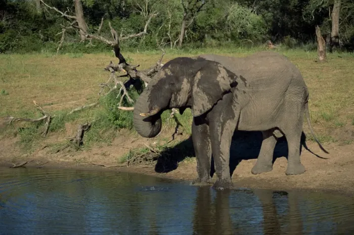 Framed Print : African elephant on the edge of water Framed Print : African elephant on the edge of water