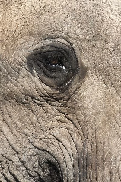 African elephant eye (Loxodonta africana), Addo Elephant National Park, South Africa, Africa