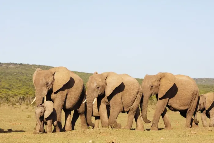 Framed Print : African elephant herd (Loxodonta Africana), Addo Elephant National Park, Eastern Cape Framed Print : African elephant herd (Loxodonta Africana), Addo Elephant National Park, Eastern Cape