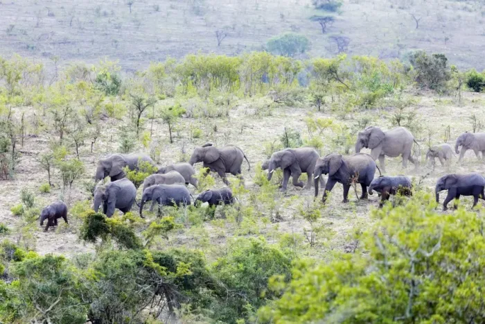 Framed Print : African elephant herd, (oxodonta Africana), Hluhluwe-Imfolozi Park, Kwazulu-Natal