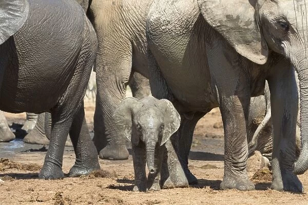 African elephant (Loxodonta africana) baby with herd at Hapoor waterhole, Addo Elephant National Park, Eastern Cape, South Africa, Africa