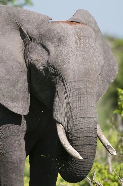 African elephant (Loxodonta africana), Chobe National Park, Botswana, Africa