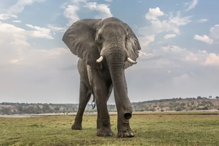 Framed Print : African elephant (Loxodonta africana), Chobe National Park, Botswana, Africa Framed Print : African elephant (Loxodonta africana), Chobe National Park, Botswana, Africa