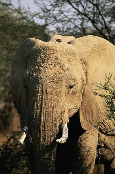 African elephant (Loxodonta africana), Mashatu Game Reserve, Botswana, Africa