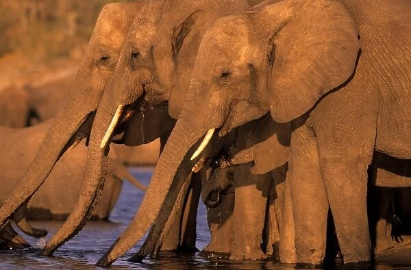 African Elephant, (Loxodonta africana), Chobe River, Chobe National Park, Botswana