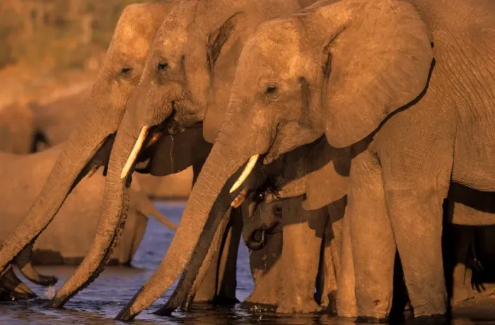 Framed Print : African Elephant, (Loxodonta africana), Chobe River, Chobe National Park, Botswana Framed Print : African Elephant, (Loxodonta africana), Chobe River, Chobe National Park, Botswana