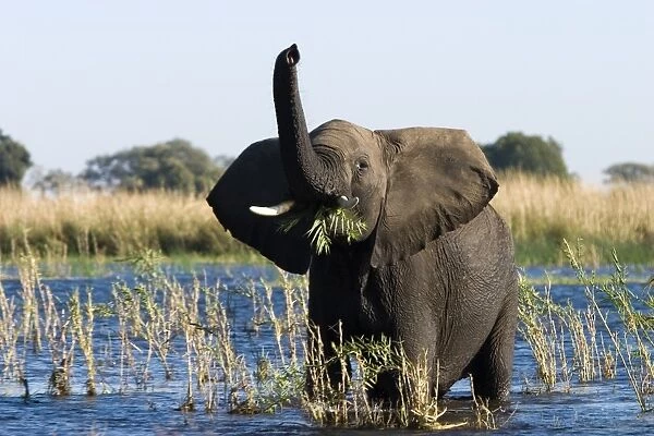 African Elephant, (Loxodonta africana), Chobe River, Chobe N. P, Botswana