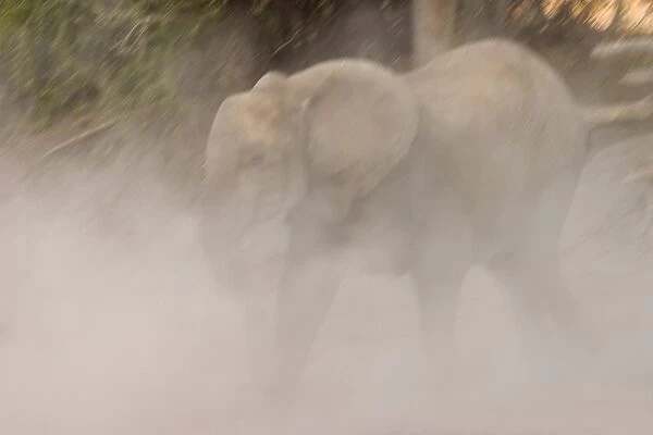 African elephant, Loxodonta africana, Chobe River, Chobe National Park, Botswana, Africa