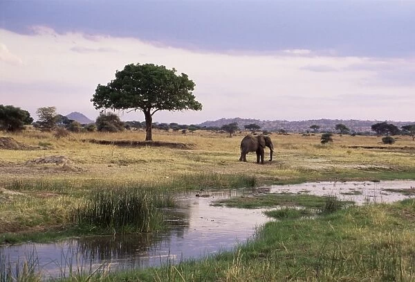 African elephant (Loxodonta africana), Tarangire National Park, Tanzania