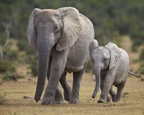 African elephant (Loxodonta africana) adult and young, Addo Elephant National Park