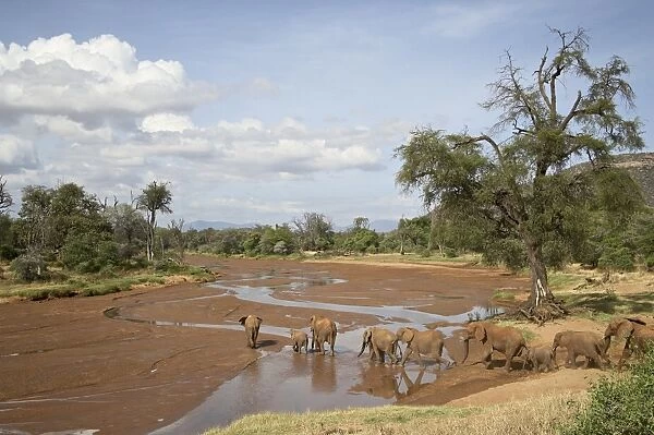African elephant (Loxodonta africana) going to the Uaso Nyro River