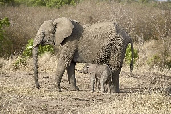 African elephant (Loxodonta africana) mother and two-day-old baby