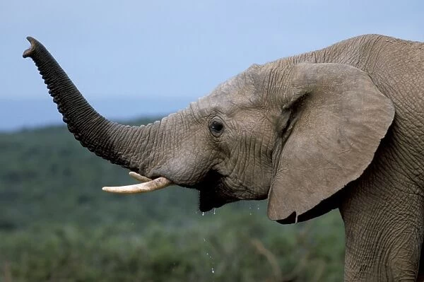 African elephant (Loxodonta africana) scenting danger
