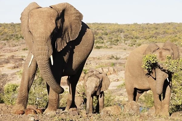 African elephant (Loxodonta Africana), Kruger National Park, South Africa, Africa
