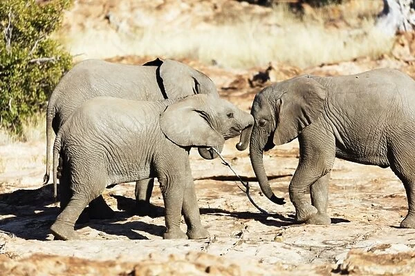African elephant (Loxodonta Africana), Mapungubwe National Park, UNESCO World Heritage Site