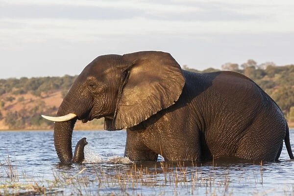African elephant (Loxodonta africana) crossing river, Chobe River, Botswana, Africa