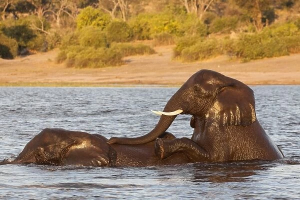African elephant (Loxodonta africana) playing in river, Chobe River, Botswana, Africa