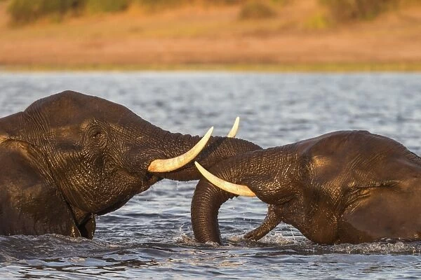African elephant (Loxodonta africana) playfighting, Chobe River, Botswana, Africa