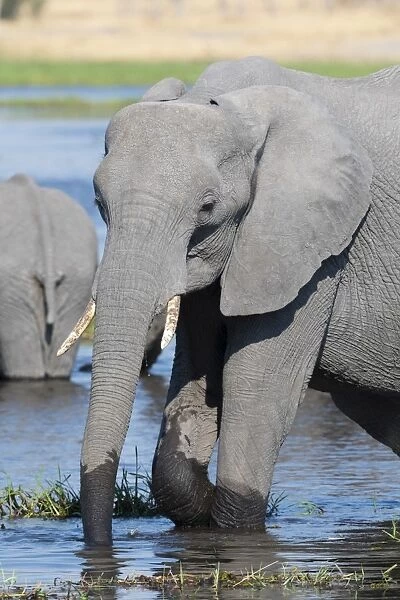 An African elephant (Loxodonta africana) drinking in the River Khwai, Okavango Delta