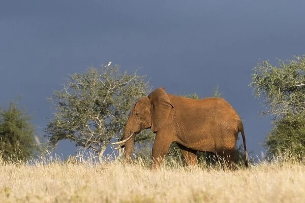 An African elephant (Loxodonta africana) walking in the bush, Tsavo, Kenya, East Africa