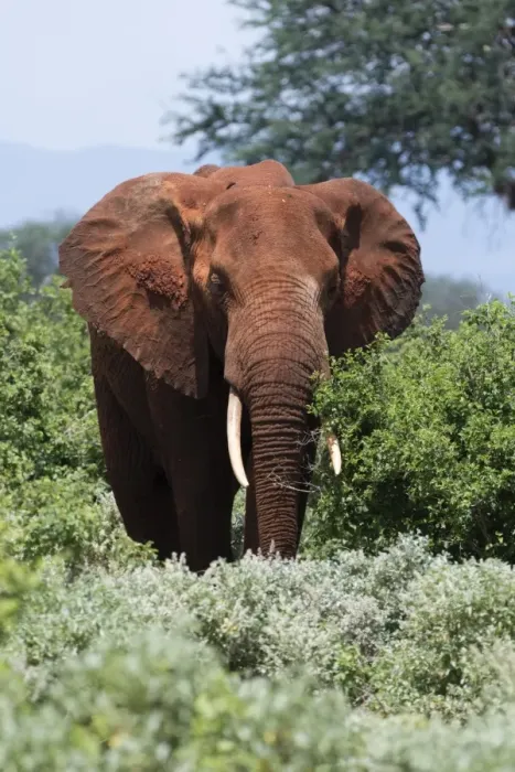 Framed Print : African elephant (Loxodonta africana), Tsavo, Kenya, East Africa, Africa Framed Print : African elephant (Loxodonta africana), Tsavo, Kenya, East Africa, Africa