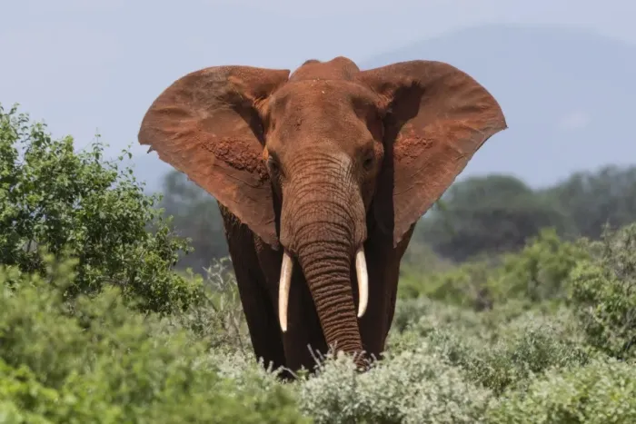 Framed Print : African elephant (Loxodonta africana), Tsavo, Kenya, East Africa, Africa Framed Print : African elephant (Loxodonta africana), Tsavo, Kenya, East Africa, Africa