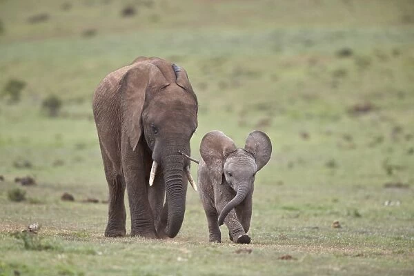 African Elephant (Loxodonta africana) mother and young, Addo Elephant National Park