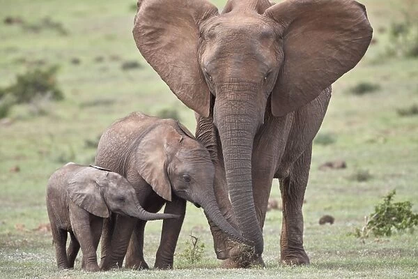 African Elephant (Loxodonta africana) mother and two young, Addo Elephant National Park
