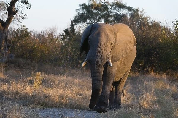 African elephant (Loxodonta africana), Khwai Conservation Area, Okavango Delta, Botswana
