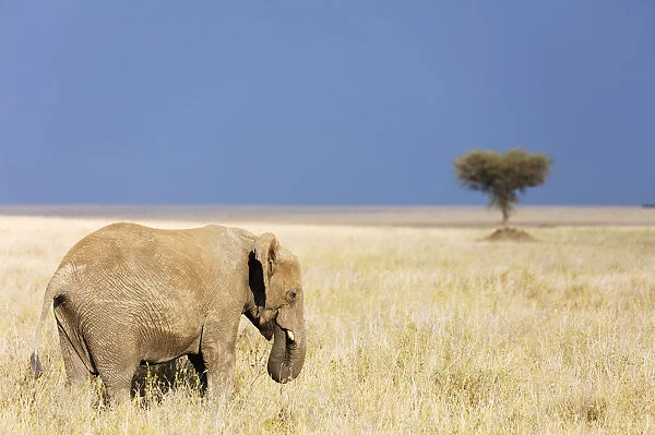 African elephant (Loxodonta africana), Serengeti National Park, UNESCO World Heritage Site