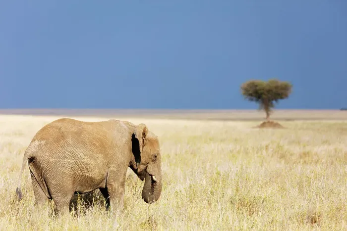 Framed Print : African elephant (Loxodonta africana), Serengeti National Park, UNESCO World Heritage Site Framed Print : African elephant (Loxodonta africana), Serengeti National Park, UNESCO World Heritage Site