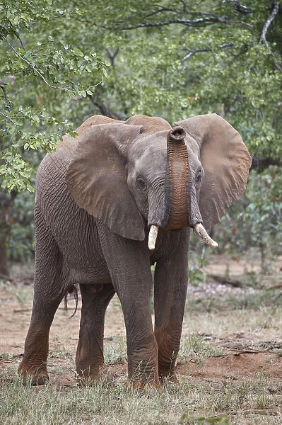African Elephant (Loxodonta africana) with its trunk raised, Kruger National Park