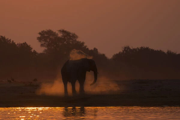 African elephant (Loxodonta africana) dusting at sunset, Chobe National Park, Botswana